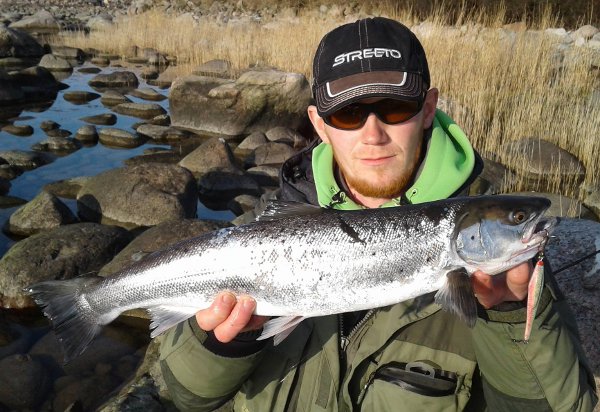 seatrout bornholm